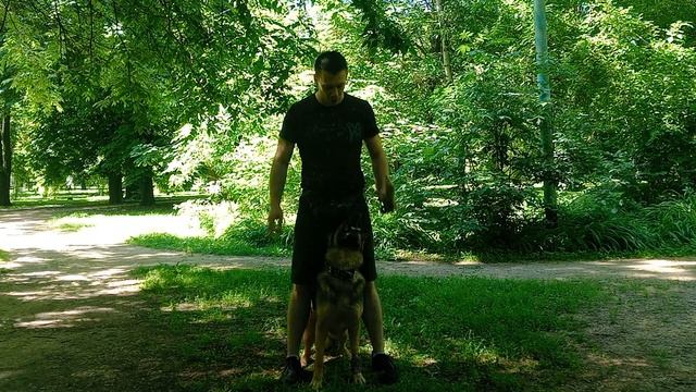 Немецкая овчарка Порода немецкая овчарка Дрессировка немецкой овчарки Как дрессировать овчарку
