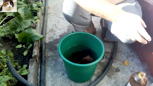 Чем подкормить смородину во время плодоношения  Биогумус для смородины