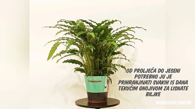 Calathea Rufibarba - wavestar смотреть онлайн