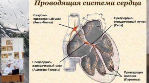 Сердце анатомия, круги кровообращения, строение, физиология, топография.
