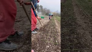 Ялтинский лук посадка. Ялтинский лук как выращивать. Лук рассадным способом