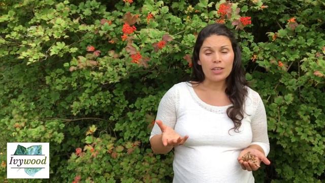 Crampbark Medicinal Uses with Herbalist Marina Kesso смотреть онлайн