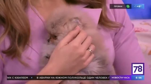 Очень подробный рассказ о породе - померанский шпиц. Из питомника шпицев в Санкт-Петербурге.