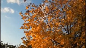 ХИТЫ 20 КУЗИН ОЛЕГ    "Осень - это...!!!"