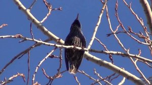 Скворец зазывает Скворчиху. Брачная ПЕСНЯ птицы СКВОРЦА. Орнитолог