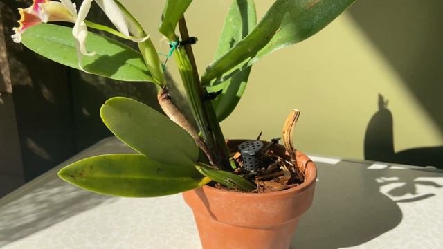 Show  Tell - Cattleya Blossfeldiana rex x luteola