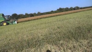 Уборка ярового рапса. 19.08.18.