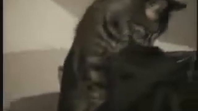 poot and scrumper смотреть онлайн