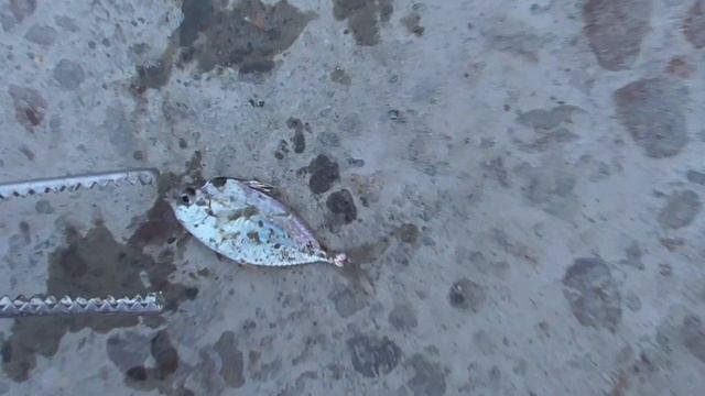 魚にはどうして、いろんな名前が付いているのでしょうか？同じ名前なのに呼び方が違うのは、情報と流通が分断されていた為。そのエリアで消費されるため、違う場所では名称も異なることが多いのです。 смотреть онлайн