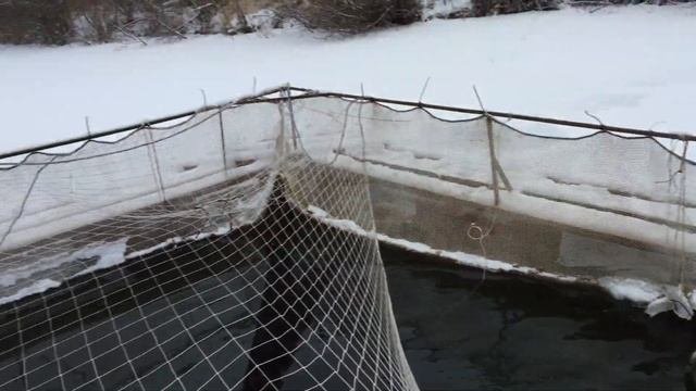 Выращивание форели в садках на водоёме.