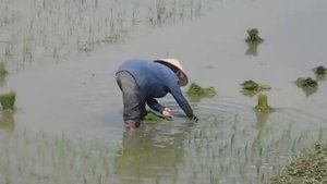 Vietnam Посадка риса