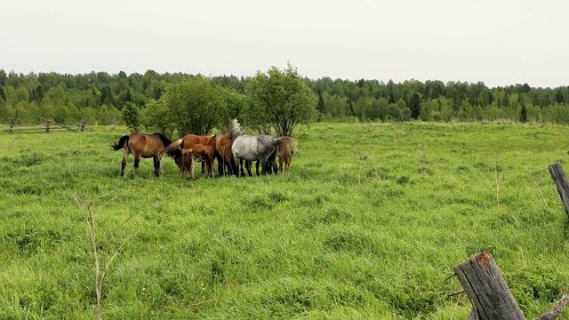 Лошадки в заброшенной таежной деревне Князевка (4k cъемка) смотреть онлайн