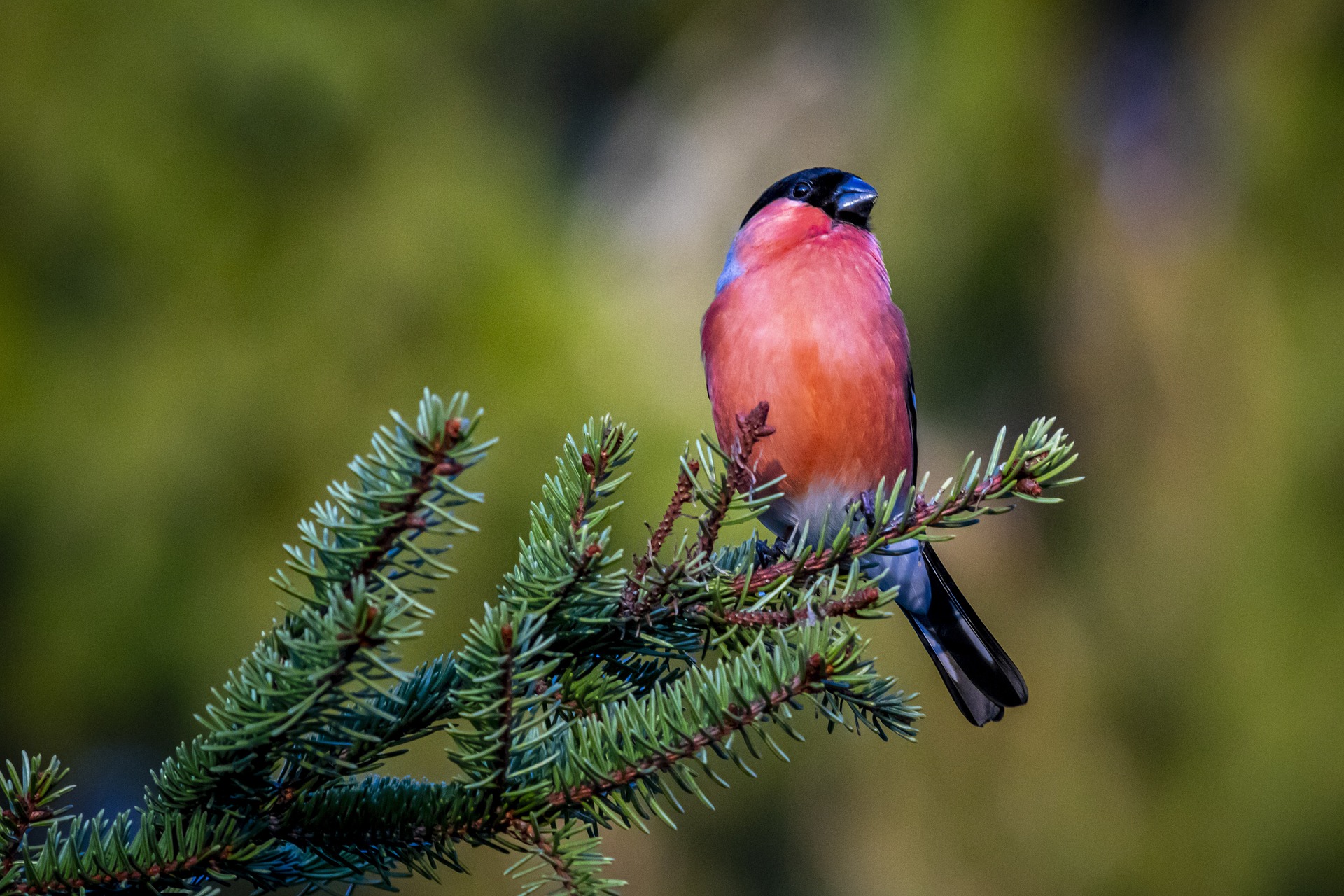 Снегирь по номерам картина номерам. Снегирь вектор лого. Команда снегири эмблема. Внешний вид птицы снегирь. Зимняя рябина.
