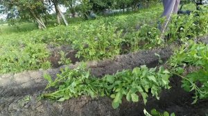 ✔️Окучиваем переросшую картошку