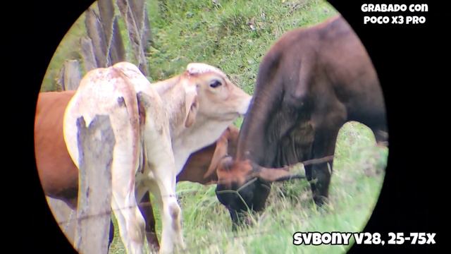 Svbony Sv28 Telescopio Terrestre 25-75x70, Pruebas En Campo Abierto смотреть онлайн