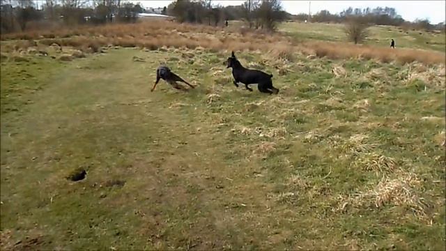 Doberman plays with Doberman смотреть онлайн