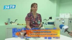 Лишай у кошек - самое важное