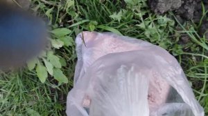 Посадка кустов самшита