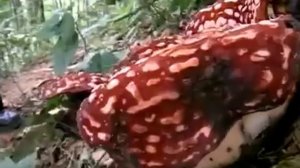 Раффлезия Арнольди   самый большой цветок планеты