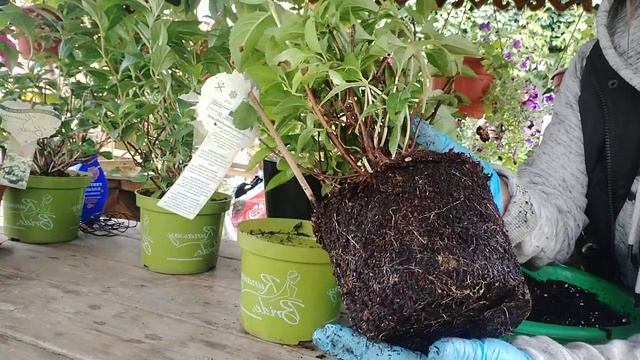 ГОРТЕНЗИЯ СБЕЖАВШАЯ НЕВЕСТА ,. ПЕРЕСАЖИВАЮ В БОЛЬШИЙ ОБЪЕМ ? ?