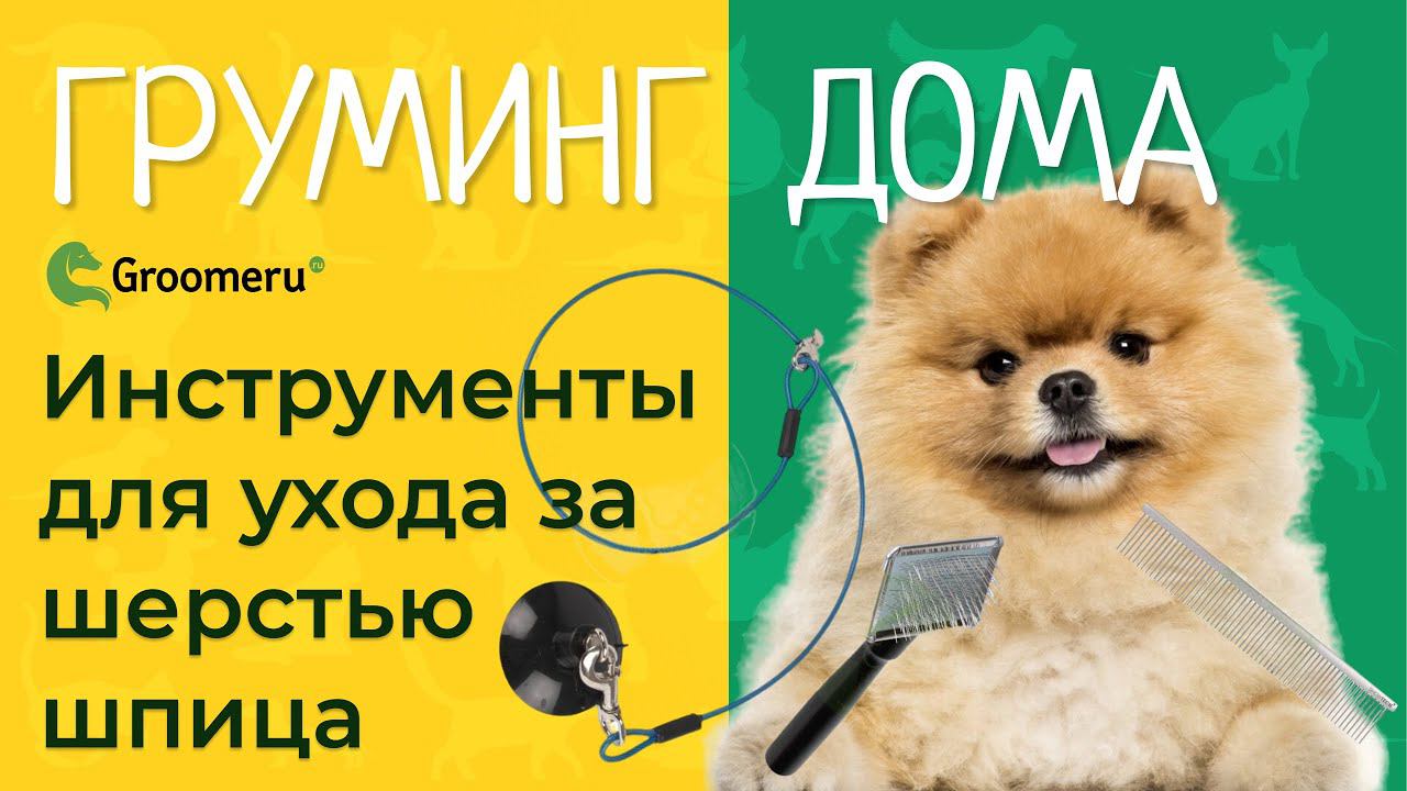 Уход за собакой: груминг щенка шпица в домашних условиях, уход за шерстью, необходимые инструменты