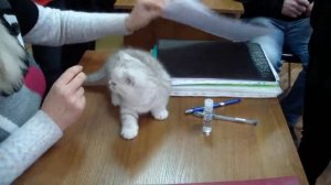 Регистрация питомника кошек в системе PCA