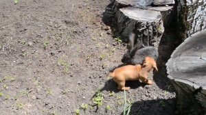 Смешное видео Кролик убегает от щенка таксы Кролик заметает следы