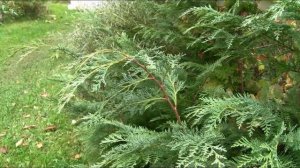 Кипарисовик Лавсона, зимостойкая форма, прекрасно зимует в Петербурге и не подгорает