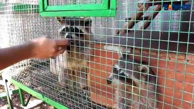 Станция юннатов Камышин 2016 смотреть онлайн