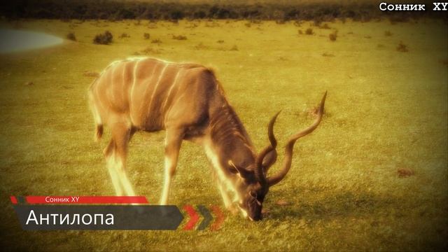 К чему снится Антилопа? смотреть онлайн