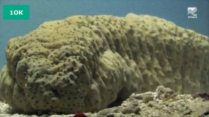 Учимся дома. 7 класс. География: Океаны Земли