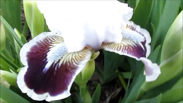 Puddy Tat, Black’02, АМ’06. Падді Тет. Карликовій ірис смотреть онлайн