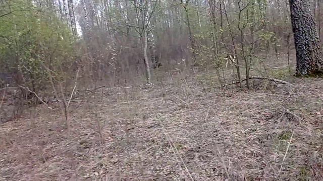 1 мая отдала голос одна из выжловок 5 мес16 дней