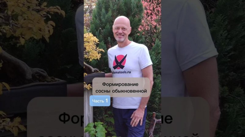 Формирование сосны обыкновенной. Часть 1. #bonsai #бонсай #ниваки #сад #андрейдарусенков #хвойные