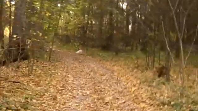 В ЛЕСУ босиком очутился как то и несу чё-то типа чепухи смотреть онлайн