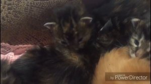 У моей кошки уже давно родились котята