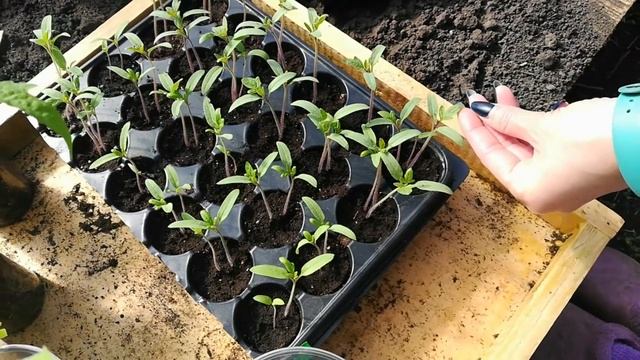 ТЕПЛИЦА ЗАМЕРЗАЕТ\СПАСЕНИЕ РАССАДЫ\ЖИЗНЬ В ДЕРЕВНЕ смотреть онлайн