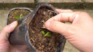 Purple flowers are so beautiful and easy to propagate - anyone can do it