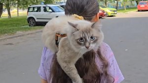 Гуляем с котом😌#простожизнь