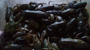 Как сохранить раки летом.