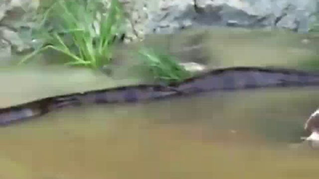 Жуткое зрелище