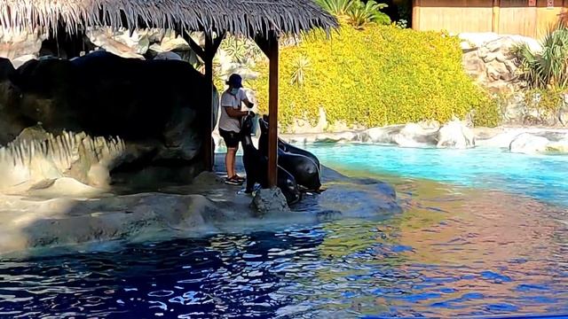 What happened in Siam Park? Tenerife today. Travel blog from Spain 4K