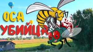 Оса-Убийца поймала Муху. Крупным планом