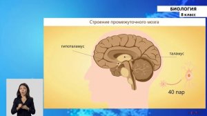 8-класс | Биология | Головной мозг, его строение и функции