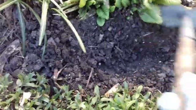 УХОД И ПОДКОРМКА ПРИМУЛЫ ВЕСНОЙ. ДВА ВИДА УДОБРЕНИЯ ДЛЯ ХОРОШЕГО РАЗВИТИЯ И ЦВЕТЕНИЯ.