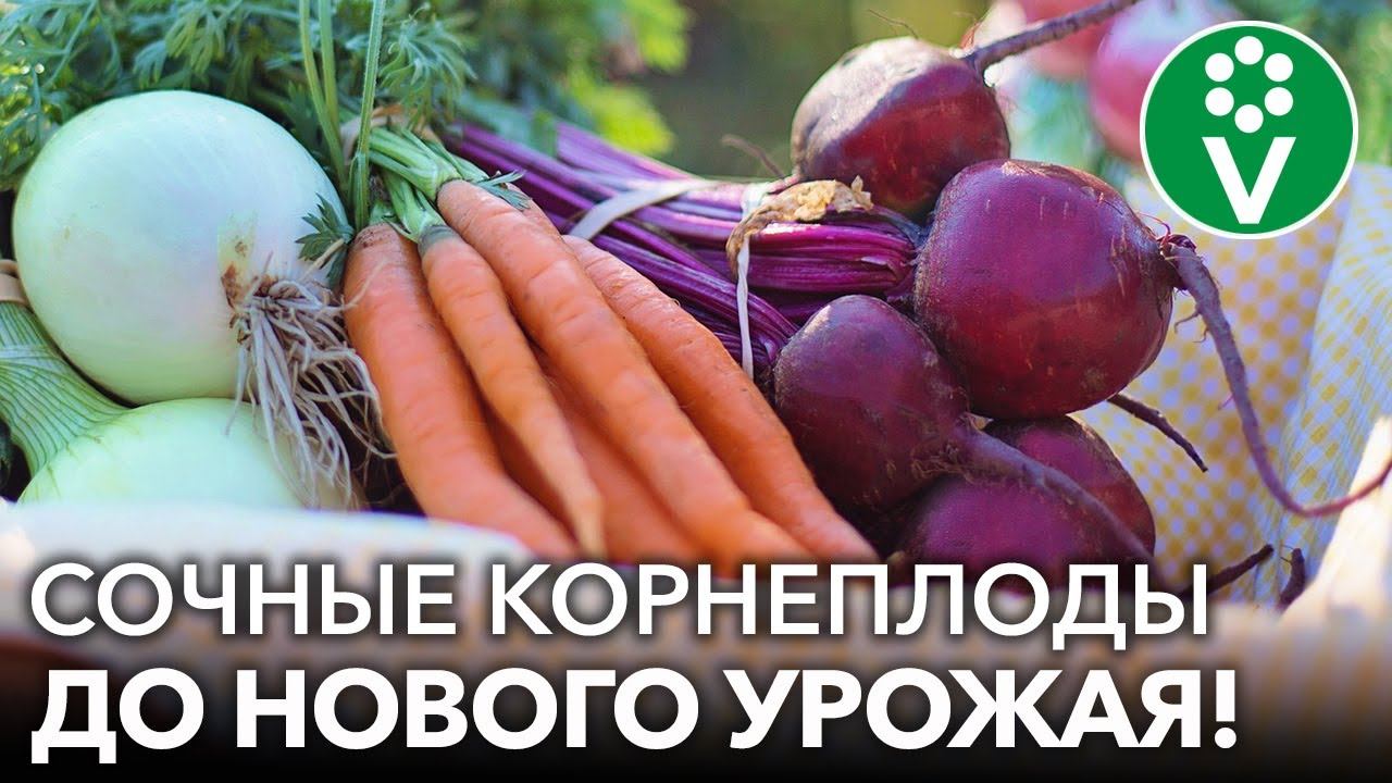КАК ХРАНИТЬ МОРКОВЬ И СВЁКЛУ ЗИМОЙ? Сочные корнеплоды будто только с грядки до нового урожая!