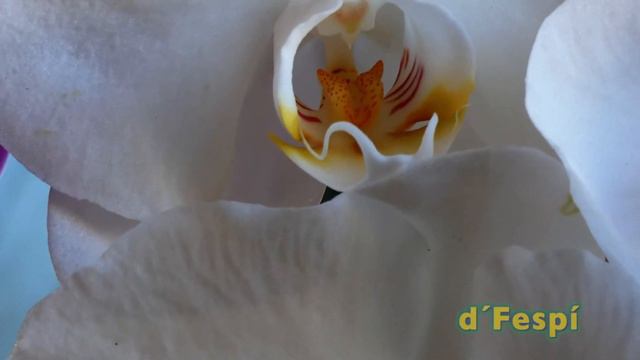 Phalaenopsis amabilis Orquídea Luna-- 214k50f смотреть онлайн