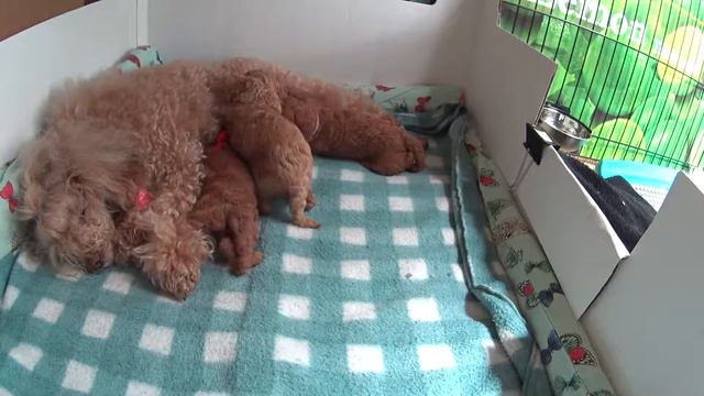 Щенки Той Пуделя 22 д. / Toy Poodle