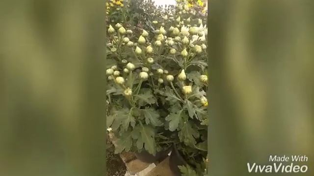 Aneka tanaman hias wonosobo смотреть онлайн