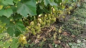 Весёлые пальцы, Полонез-50 и рядом растущий виноград на 26.08. 2021год